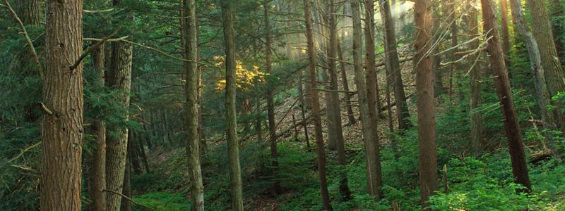 The sun shines through a dense forest with several tall and thin trees growing.
