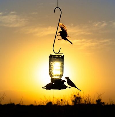 Image of a bird in-motion landing on the top of a bird feeder during sunset, with two other birds sitting on its base.