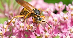 A black and yellow wasp consuming nectar on a bright pink swam milkweed.