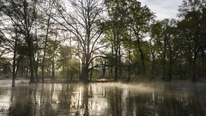 Mist rises on bottomland hardwood forest and shallow bald cypress swampland.