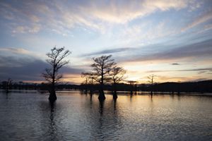 A lake with gangly trees growing out of its blue waters.