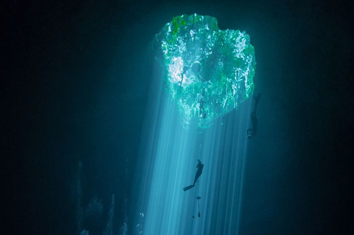 An underwater view of swimmers, freedivers, and divers exploring the Cenotes. Sunlight and vegetation can be seen above the water.