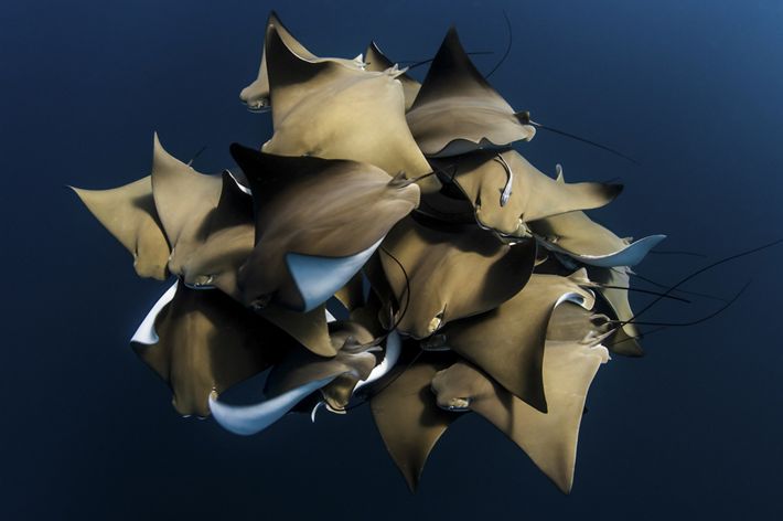 A large grouping of Cownose Rays (Rhinoptera bonasus) taken on Ningaloo Reef, Western Australia.