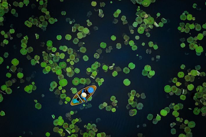 An aerial view of a person in a small boat floating through a pond with lotus leaves in Vietnam.