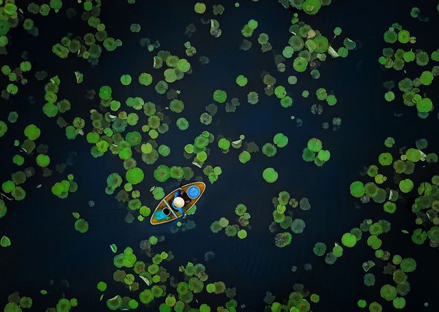 An aerial view of a person in a small boat floating through a pond with lotus leaves in Vietnam.