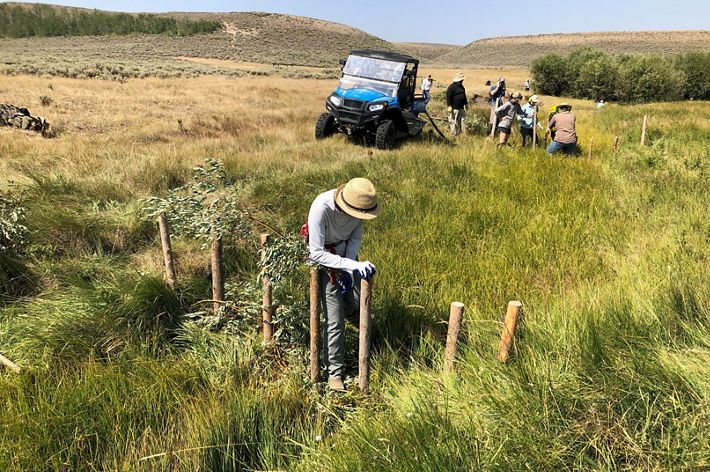 Researcher building a beaver dam analog out of posts, logs and branches.