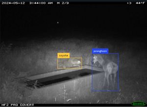 A still from a wildlife camera showing a young pronghorn encountering a coyote.  