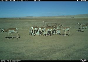 A group of pronghorn gather at a watering station.