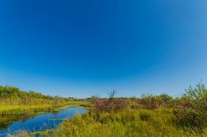 A small stream runs through green wetlands under blue sky.