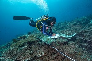 A scuba diver swims near a tape measure stretched across a coral reef and records data on a clipboard.