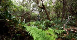 A man walks through dense forest undergrowth.