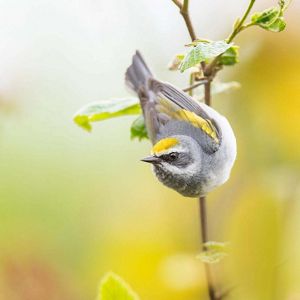 Close-up photo of a yellow warbler on a branch.