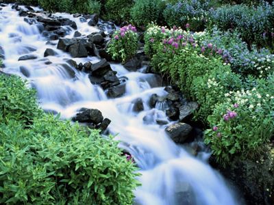 A lush waterfall runs through a trail of green grass and flowers. 