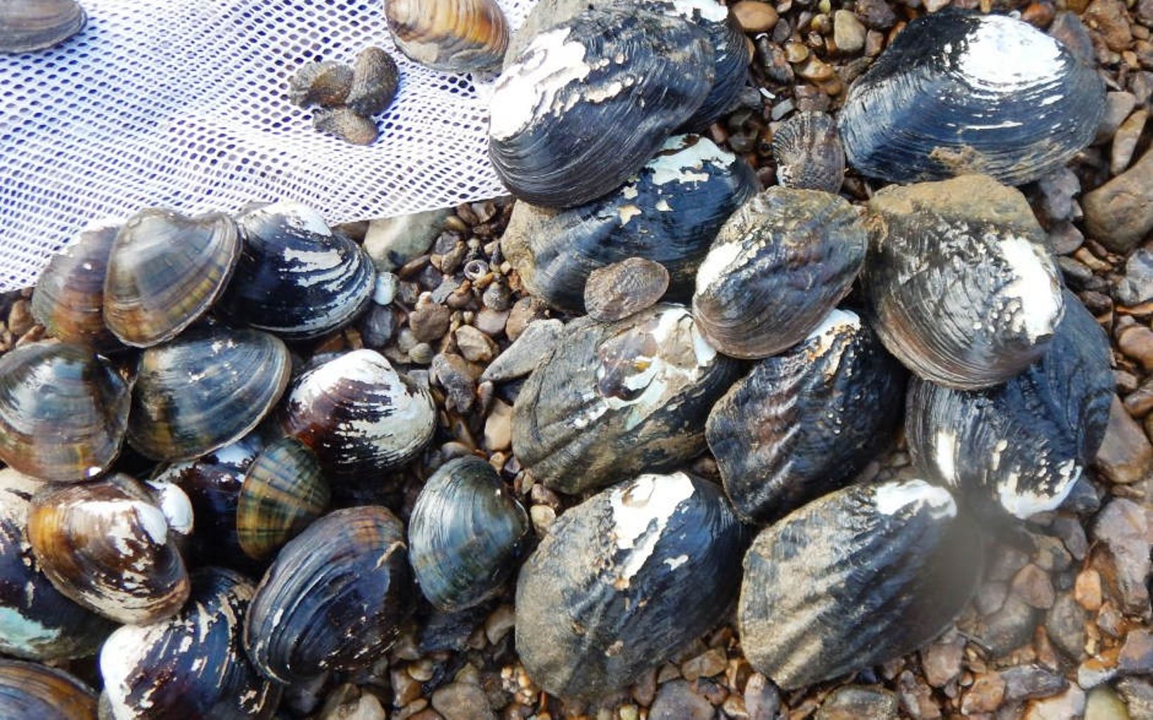 A collection of mussels are found along a riverbank.