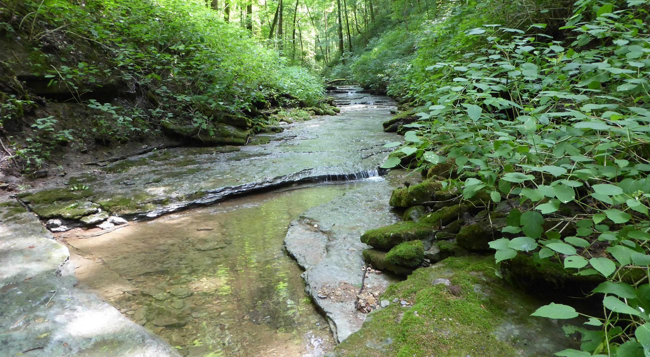 Rocky creek flowing through Washmorgan Hollow preserve.