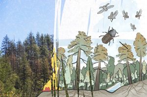 An illustration of a forest is presented next to a real life image of a forest.