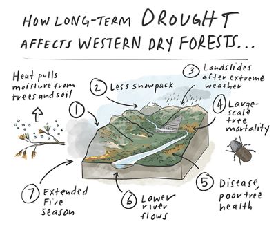 An illustration of how drought impacts forests.
