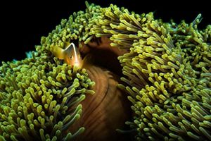 a fish peering out of a sea anemone
