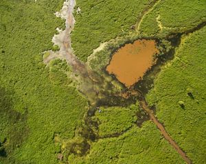 Western Kentucky wetland