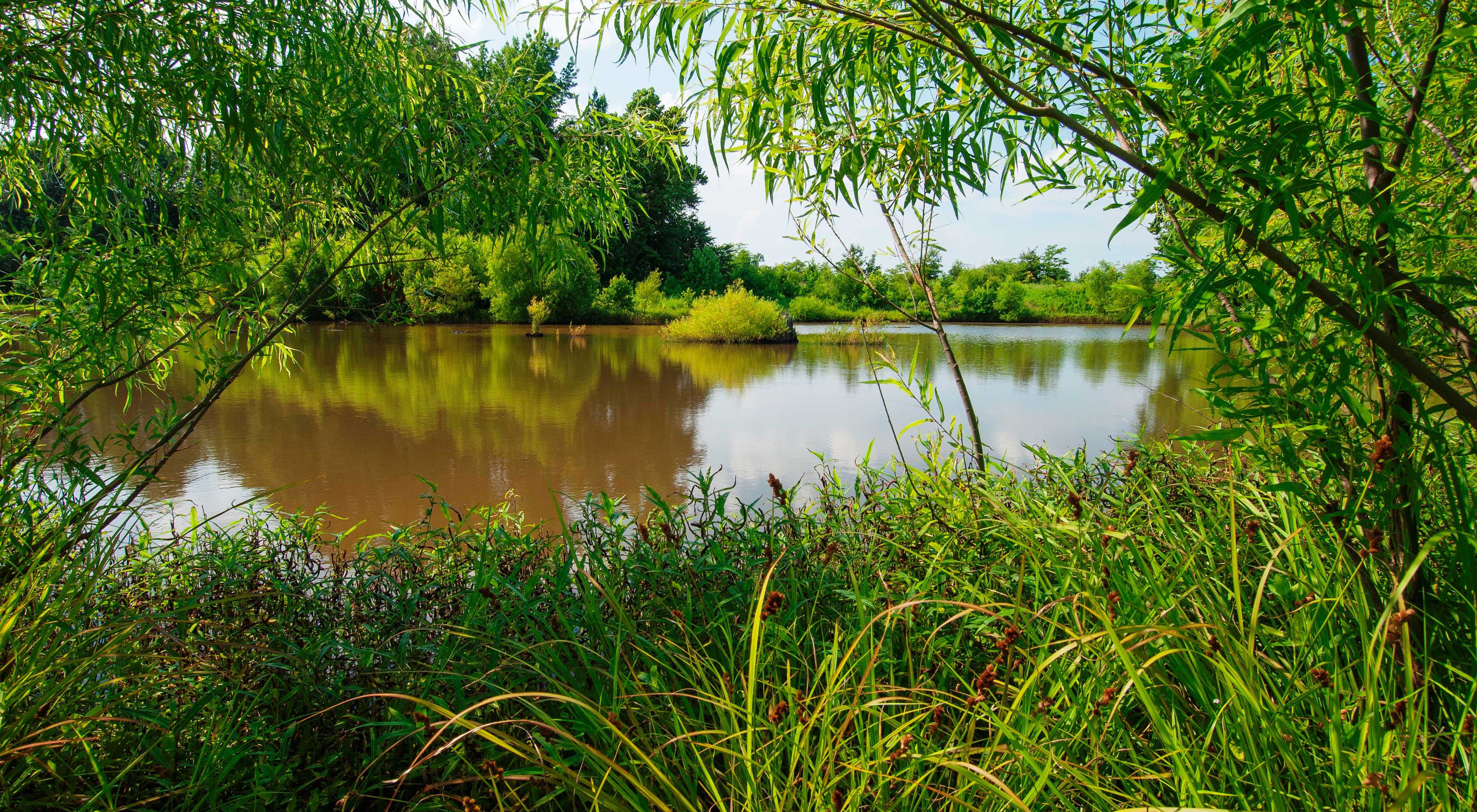 Lush vegetation frames a pond and surrounding wetlands.