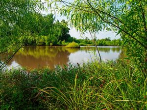 Lush vegetation frames a pond and wetlands.