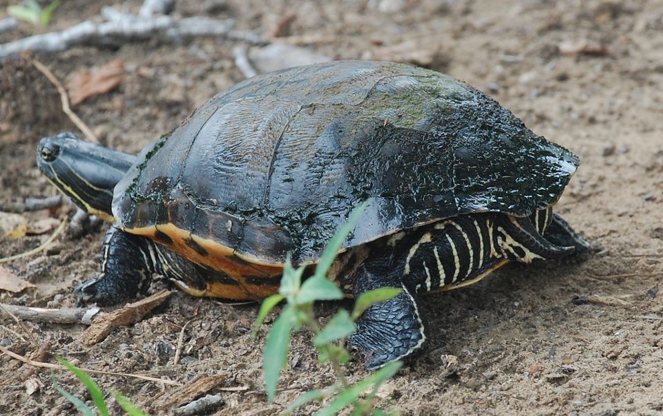 Hottonia Bottoms Preserve | The Nature Conservancy in Oklahoma