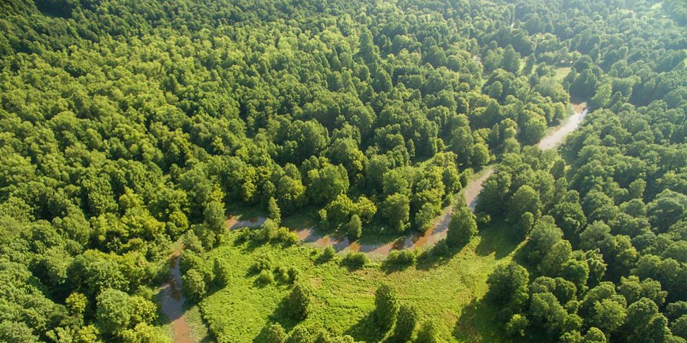 A river runs through a forest in Kentucky.