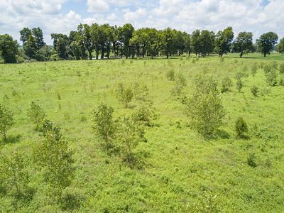 Trees planted in western Kentucky