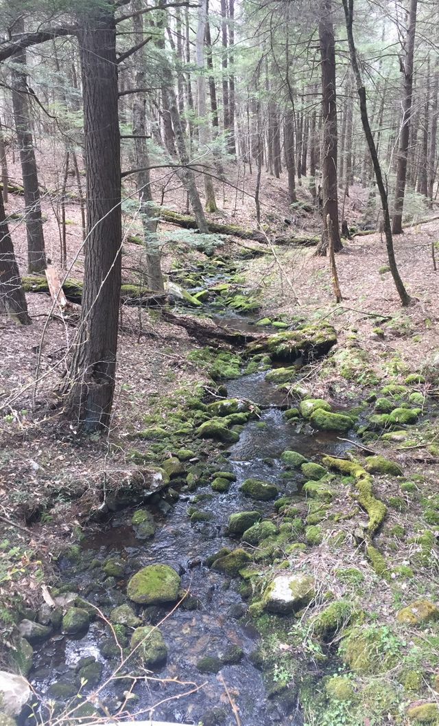 A small stream runs over mossy rocks through a pine tree forest 