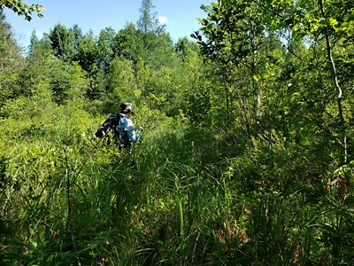 Audrey Boraski, a TNC intern, stands in a lush green wetland with her back to the camera, holding a radio transmitter above her head.
