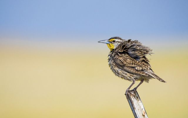 Western meadowlark perched on a metal post.