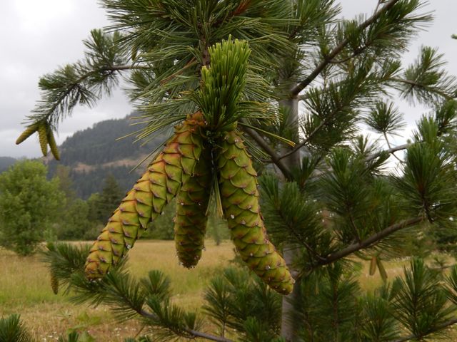 Cones from a Western white pine hangs from a branch with a tree covered hill in the distance.