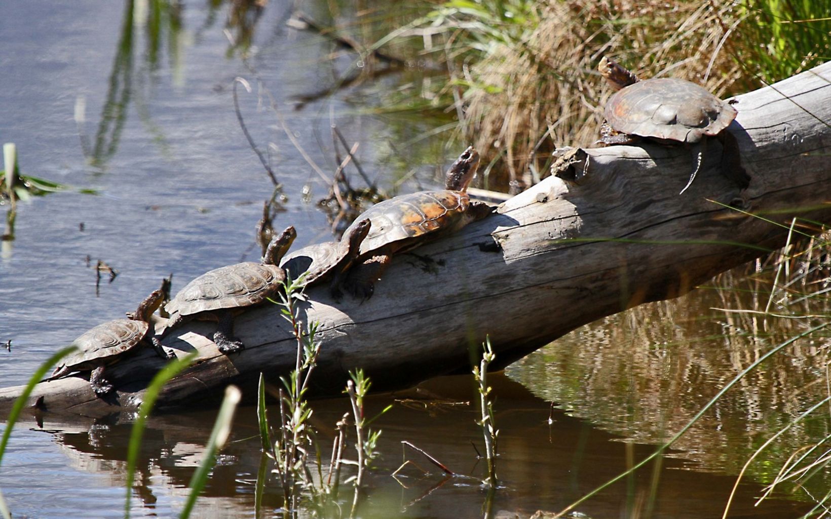 Five turtles on a log.