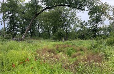A wet meadow with cardinal flowers showing and trees in the background.