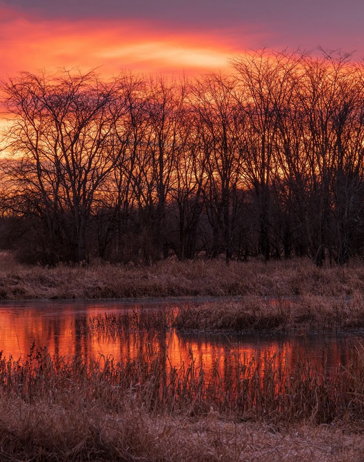 The sun rises over a wetland.