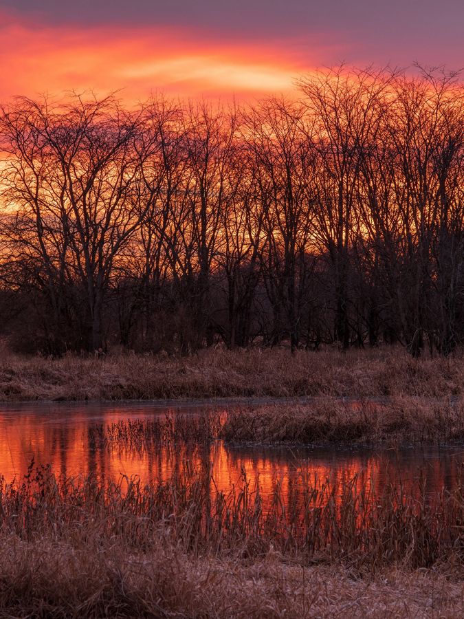 The sun rises over a wetland. 