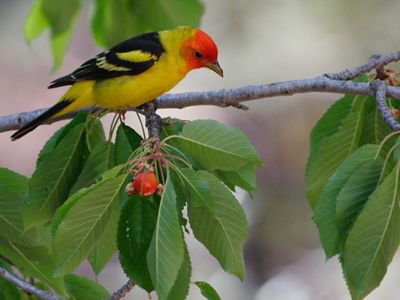 A yellow bird with a red head sits on a branch that has bunches of green leaves. 