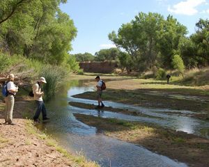 Four people stand in a wetland area with lush trees surrounding them.