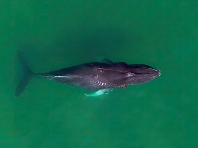 A aerial shot of a humpback whale with deep wounds on its back.
