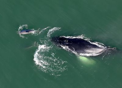 A humpback whale and dolphin come out of the water during morning light.