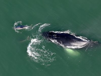 Aerial view of a whale and a dolphin swimming side by side in calm, greenish ocean waters, with ripples and foam marking their movement.