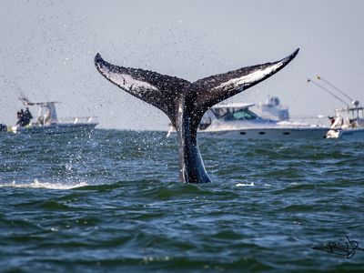 A humpback whale’s tail partially submerged in the ocean, with several fishing boats visible in the background under a calm sky.