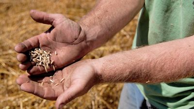 Two outstretched hands hold oat seeds.