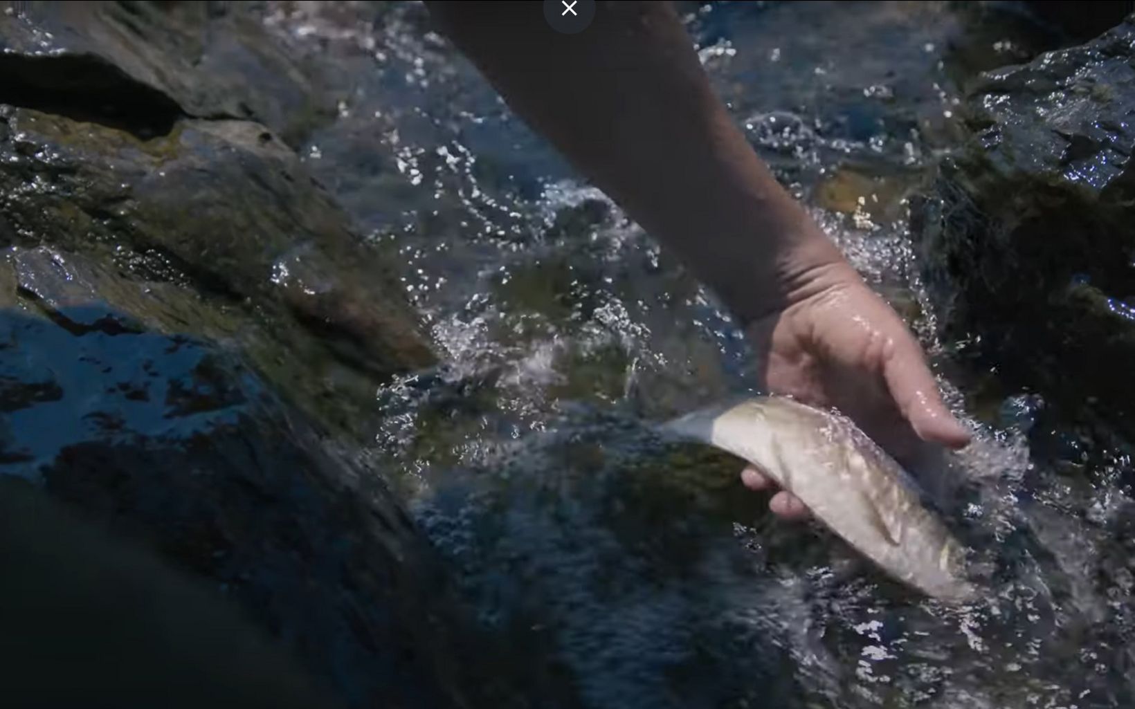 Photo of a man's hands in a stream, releasing a fish.