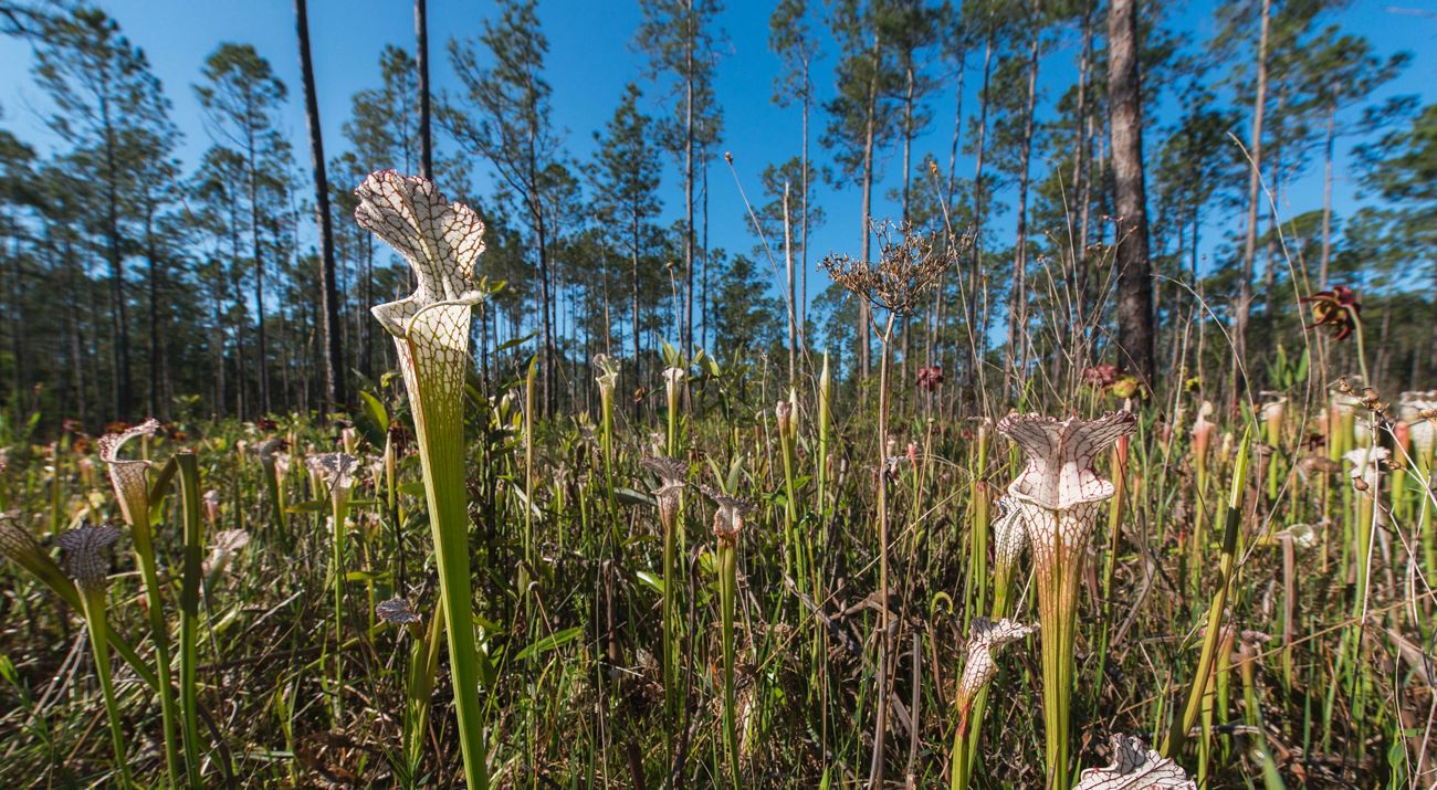 A field of tube shaped flowers blooms on a blue sky day.