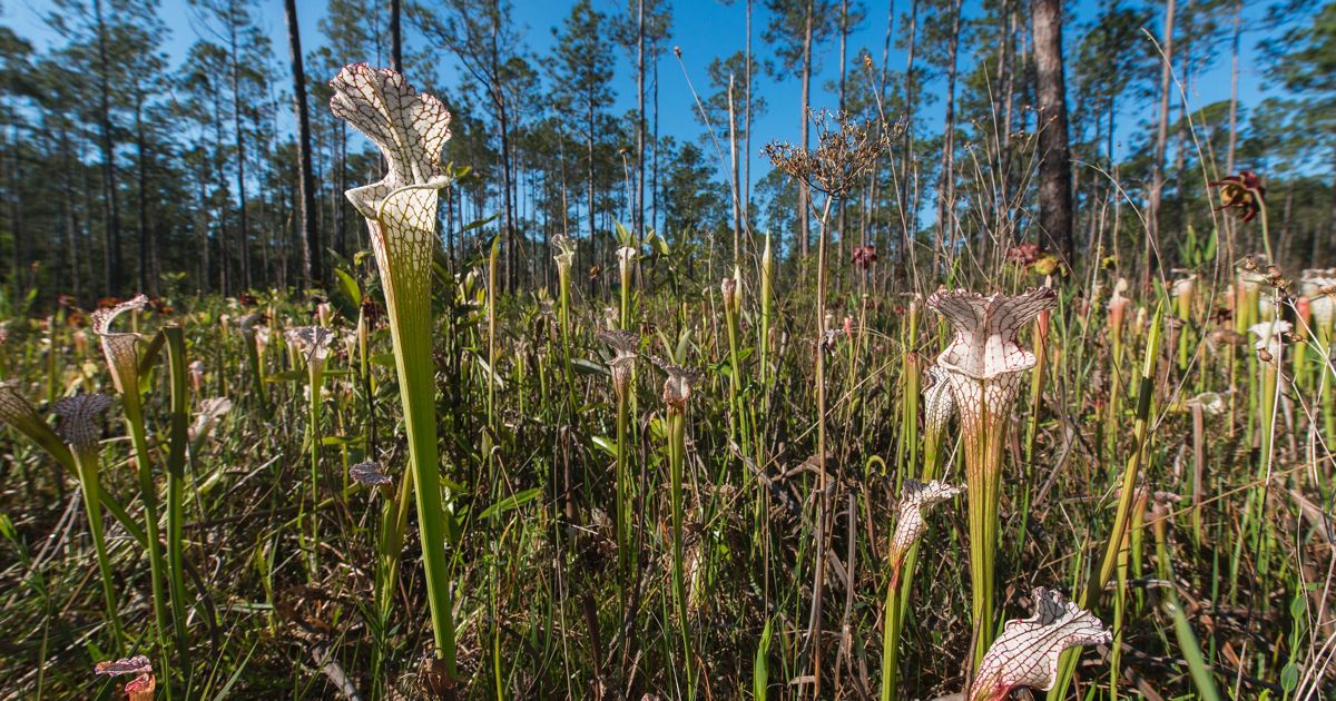 Splinter Pitcher Splinter Hill Bog | The Nature Conservancy