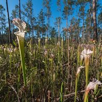 White topped pitcher plants at Alabama's Splinter Hill Bog Preserve. 
