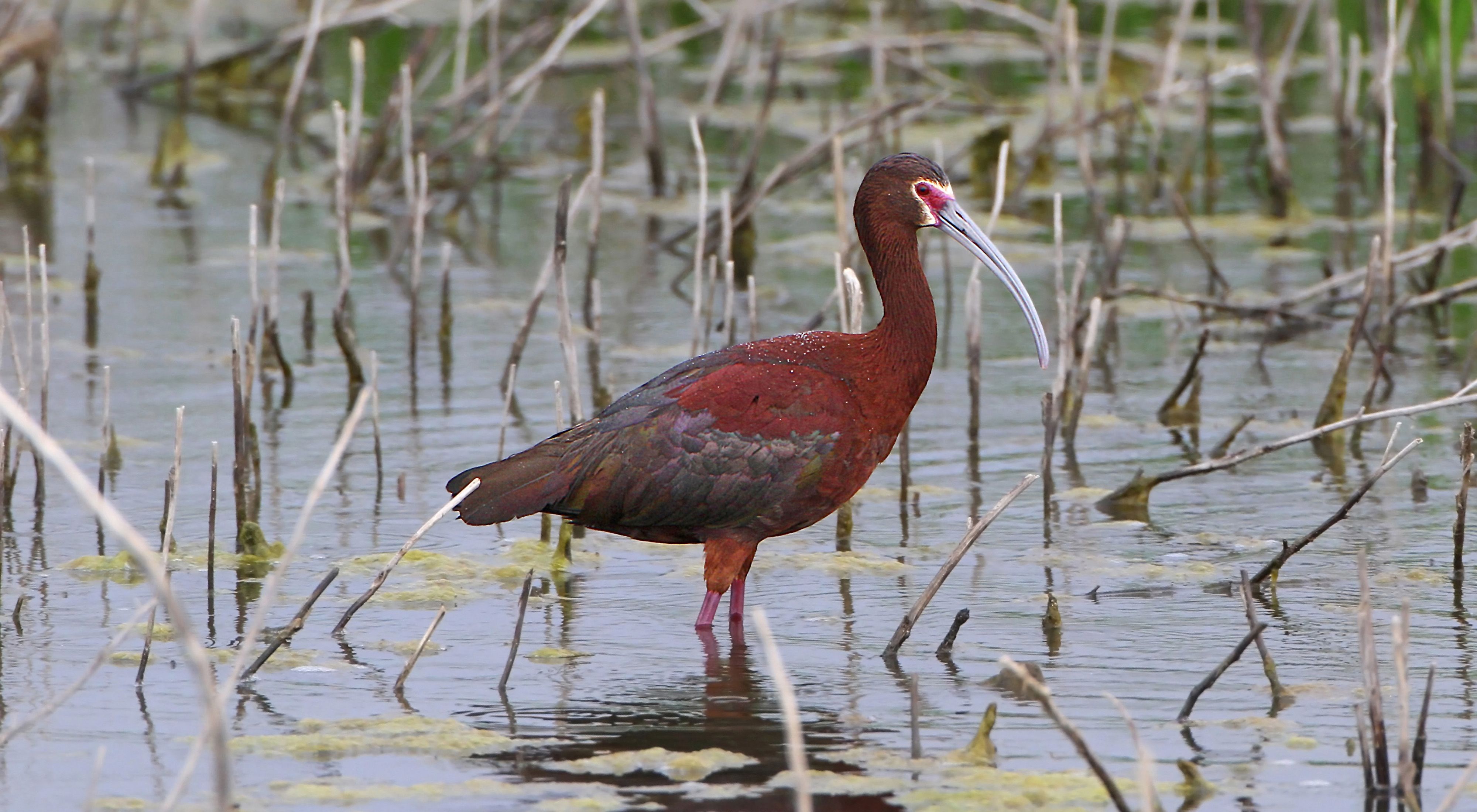 A large wading bird with dark red, purple and gray plumage, a white and pink face and a long beak, stands in water.