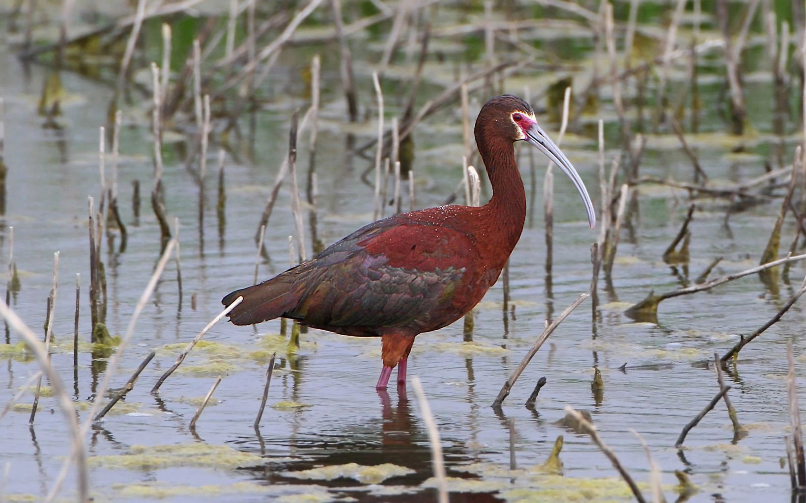 White-faced Ibis White-faced ibis migrate through Kansas on their way to wintering grounds in Mexico and Central America. © Tom Blandford