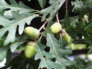 Bright green acorns grow on long leaves.